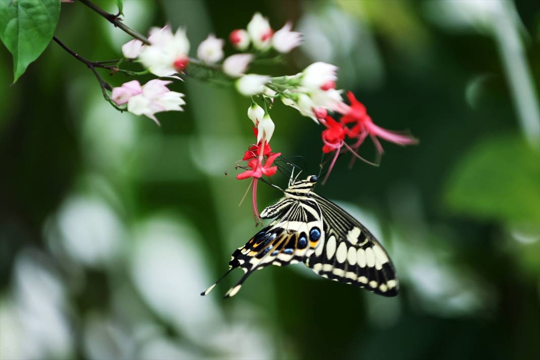 Konya’nın ünlü bahçesinde 10 bin kelebek vuslat için ilk kez kanat çırpacak 17